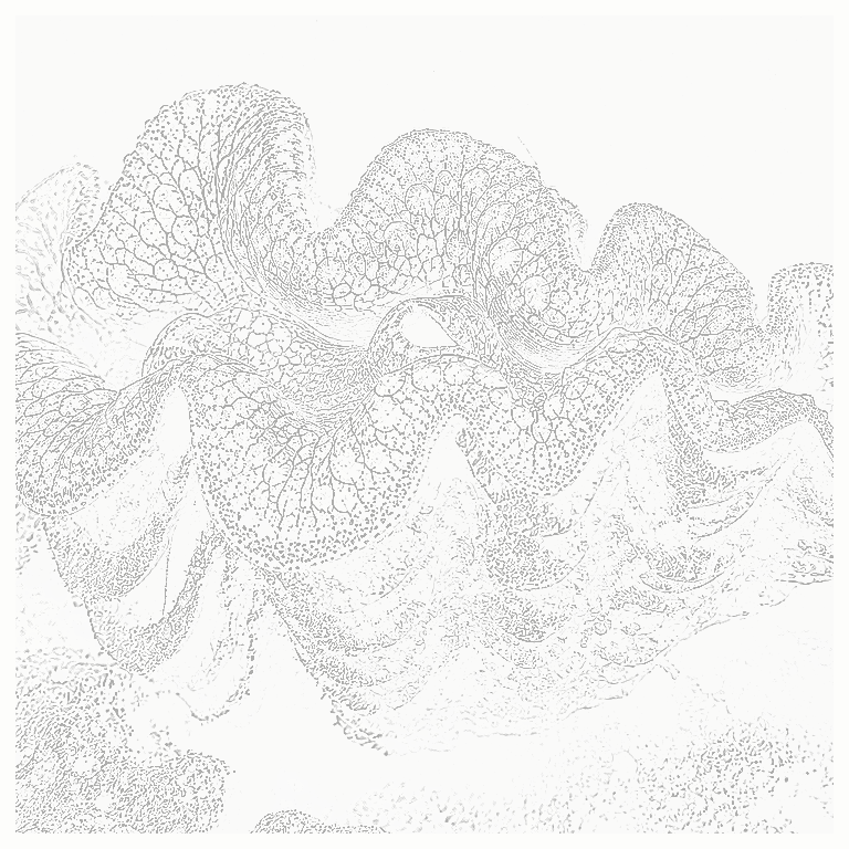 Reference image for Squamosa Clam