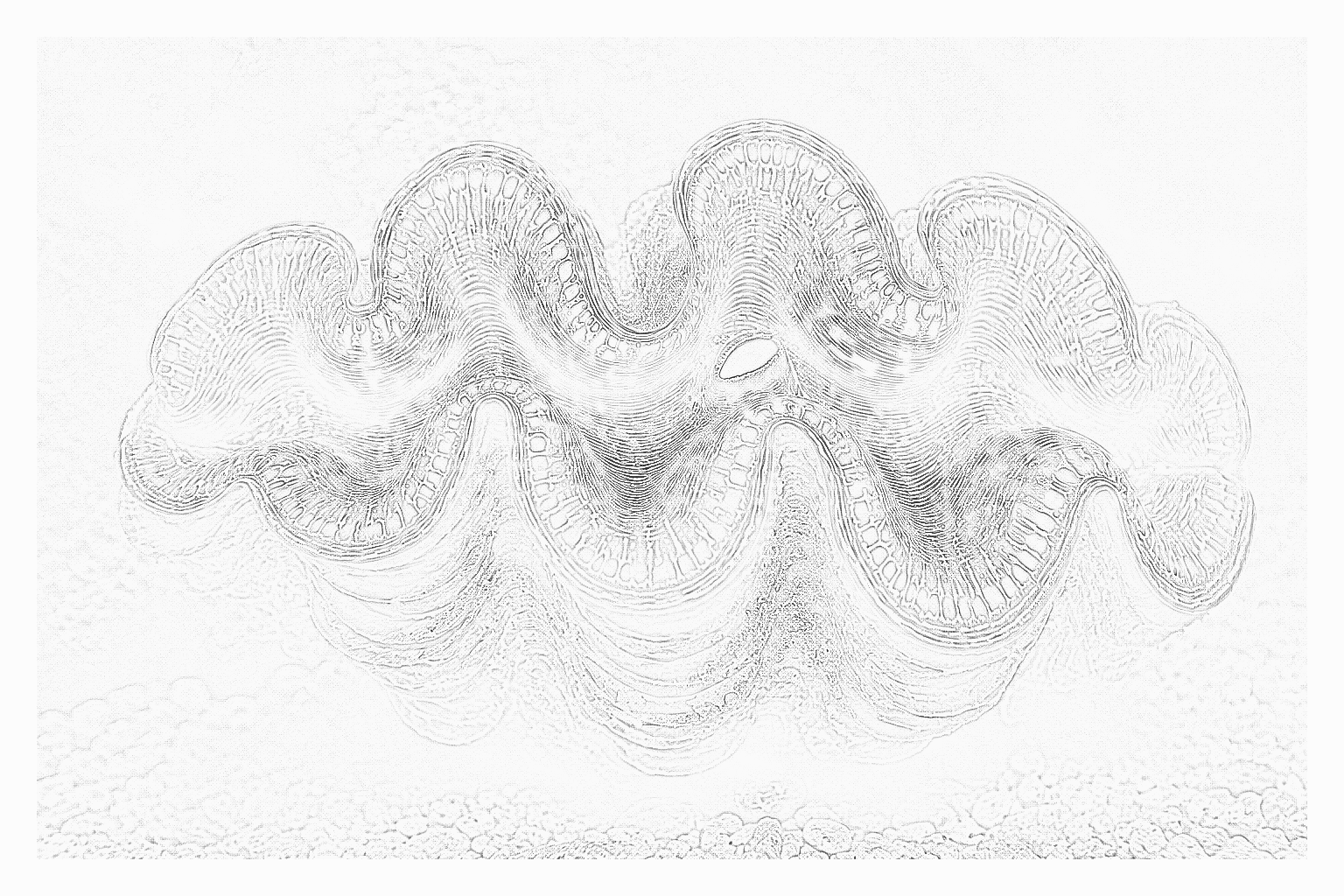 Reference image for Tridacna Clams