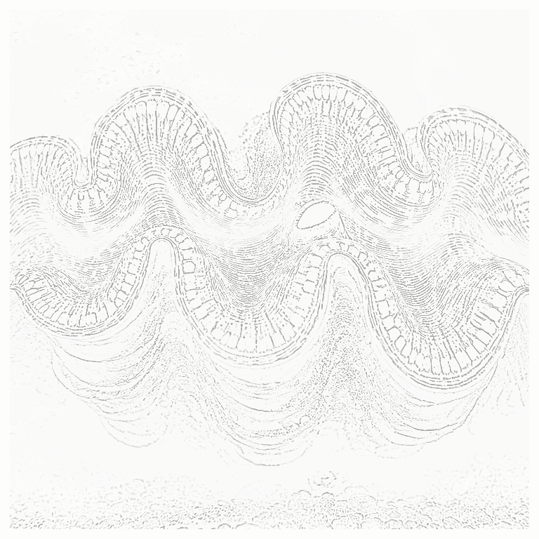 Reference image for Tridacna Clams