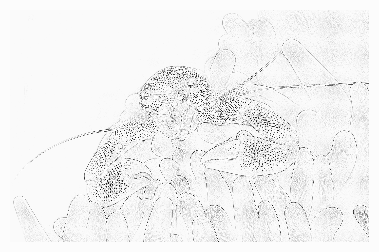 Reference image for Anemone Crab