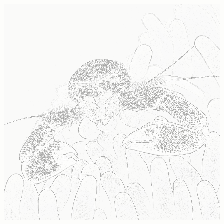 Reference image for Anemone Crab