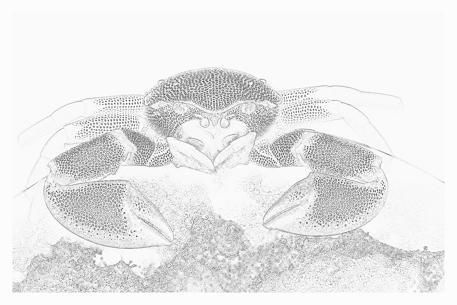 Reference image for Porcelain Crab