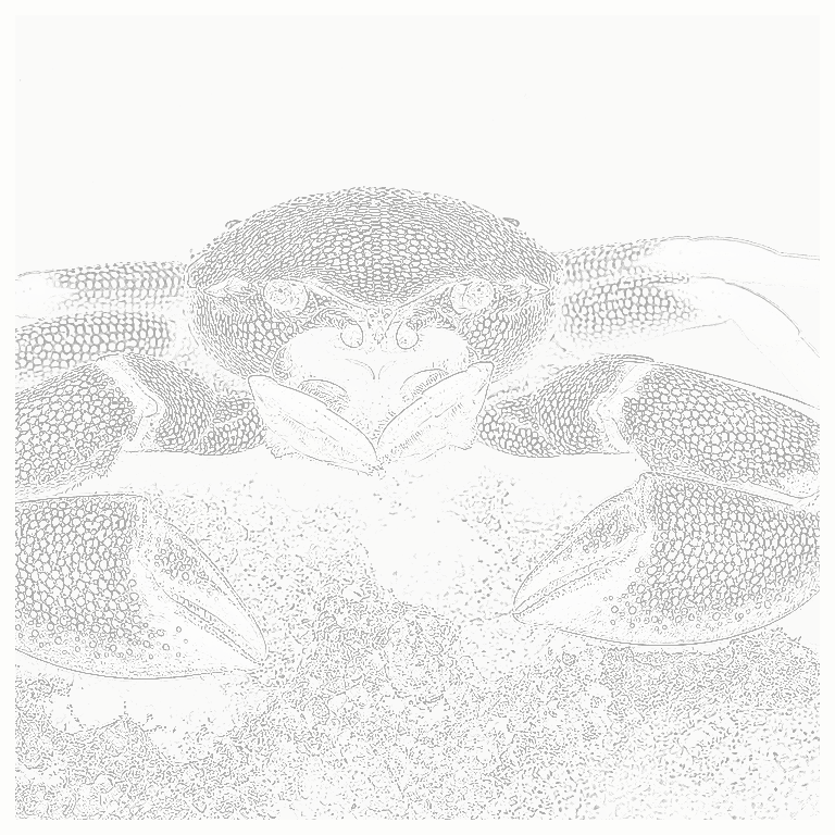 Reference image for Porcelain Crab