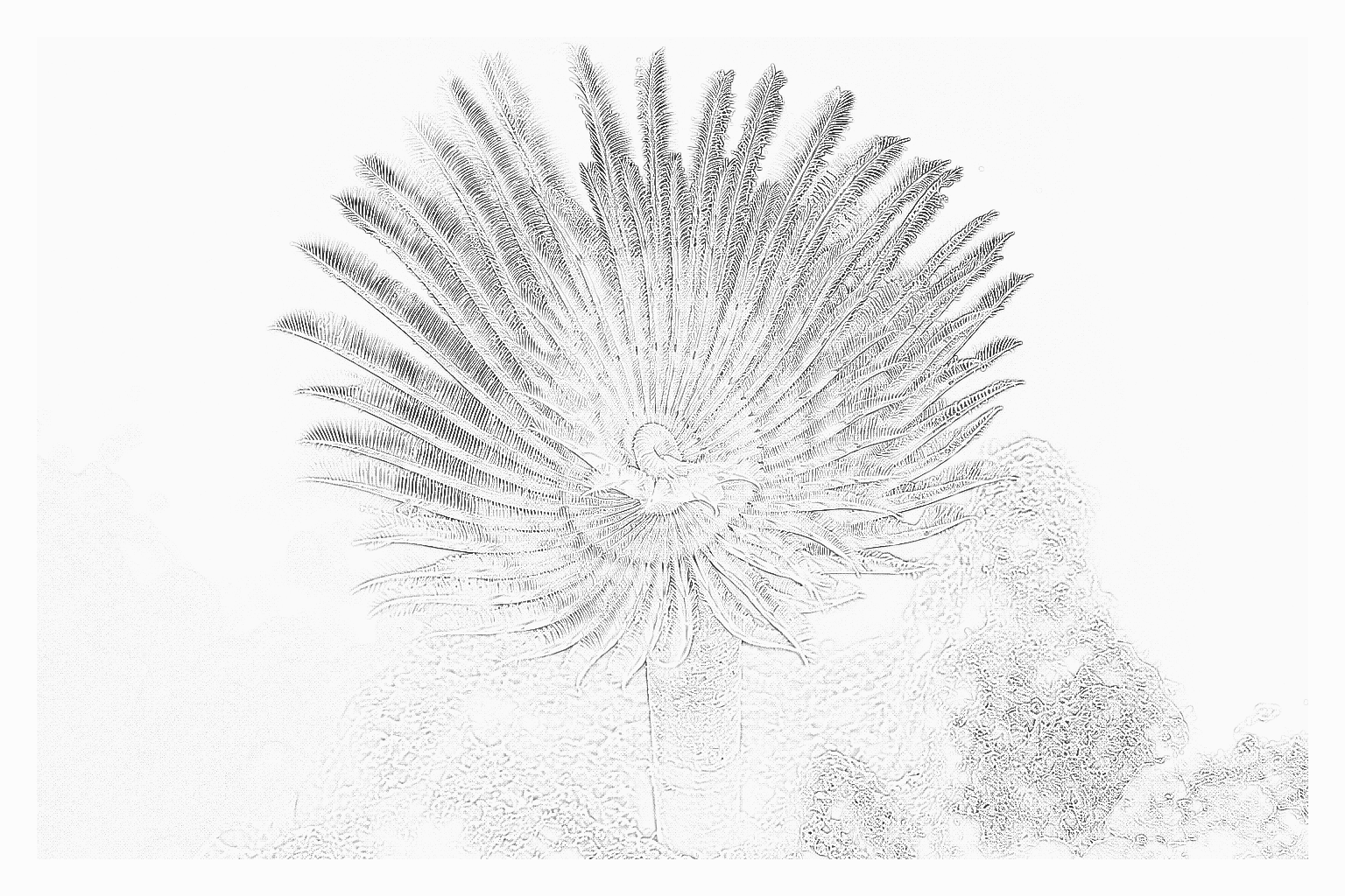 Reference image for Feather Dusters / Worms