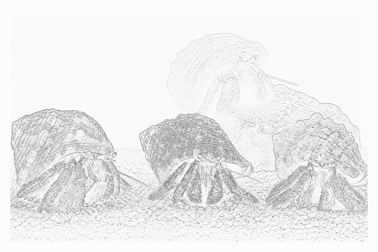 Reference image for Hermit Crabs