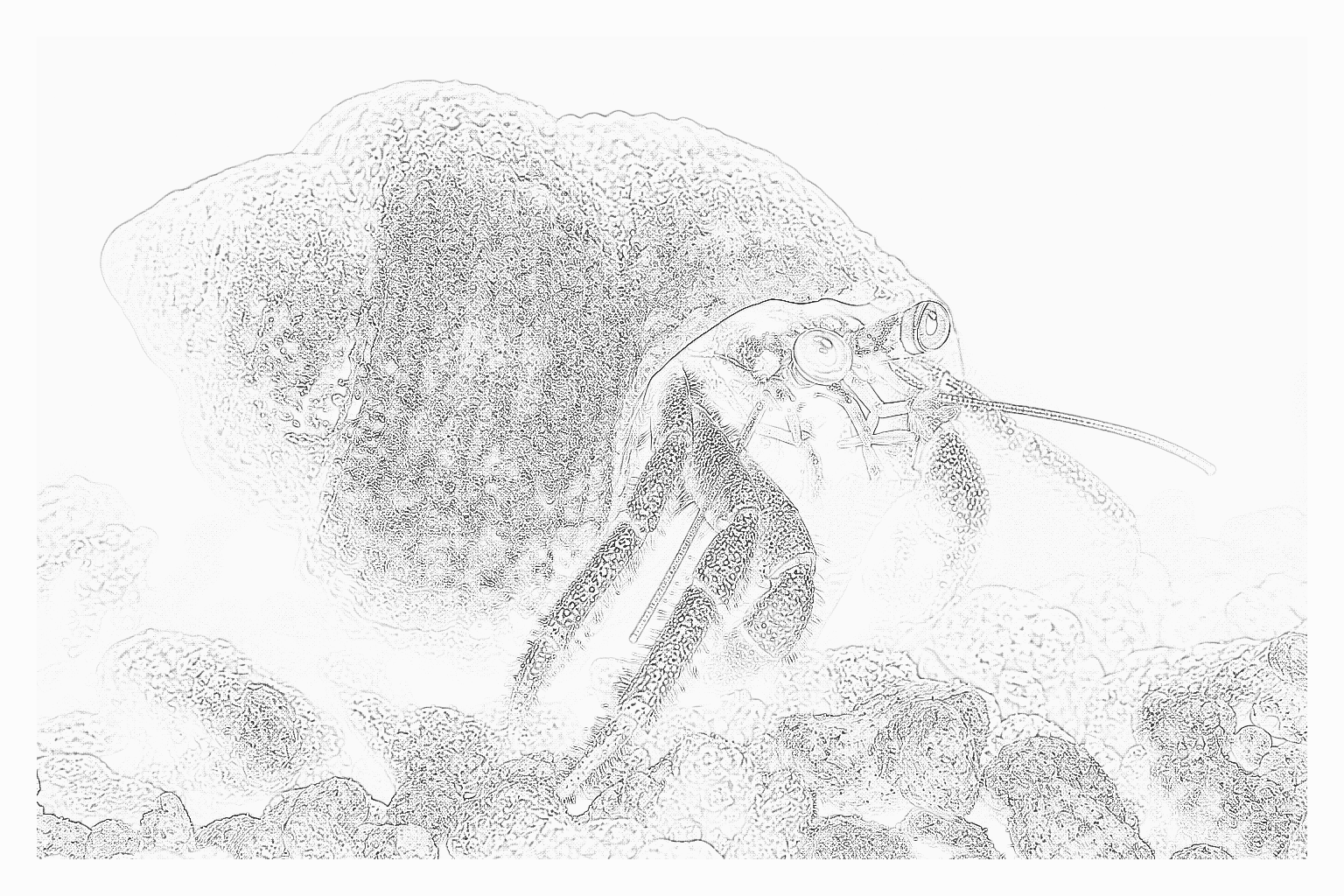 Reference image for Blue-Leg Hermit Crab