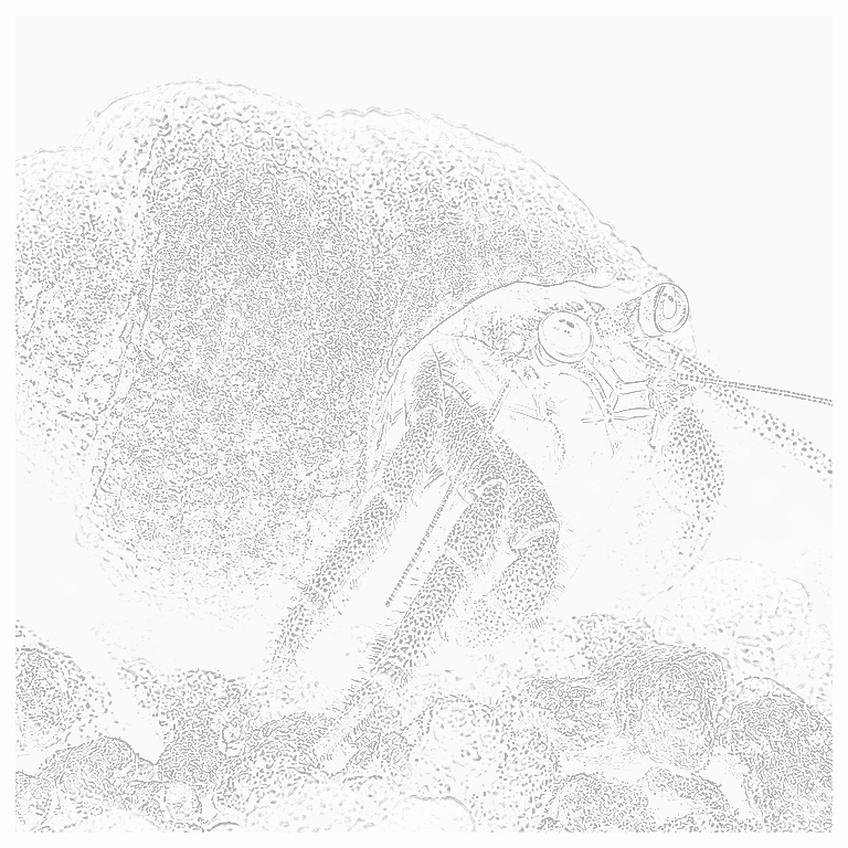 Reference image for Blue-Leg Hermit Crab