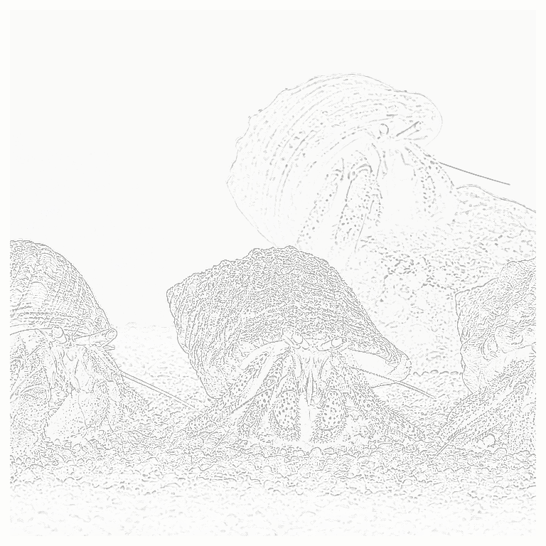Reference image for Hermit Crabs