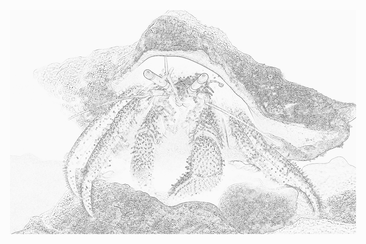 Reference image for Scarlet Hermit Crab