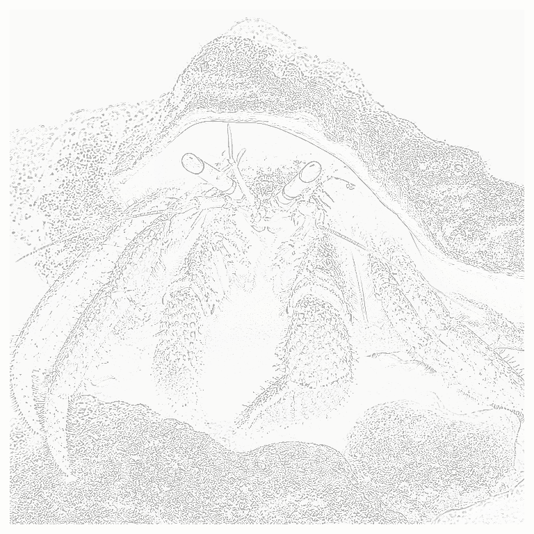 Reference image for Scarlet Hermit Crab