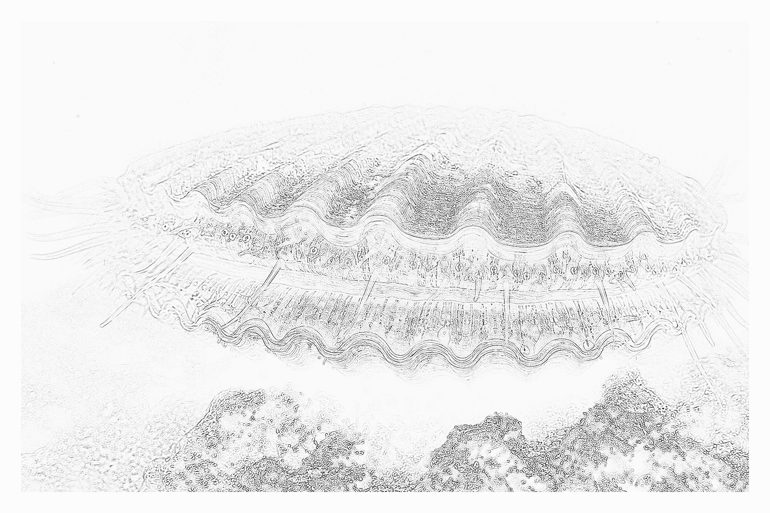 Reference image for Scallops