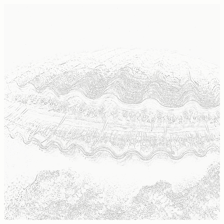Reference image for Scallops
