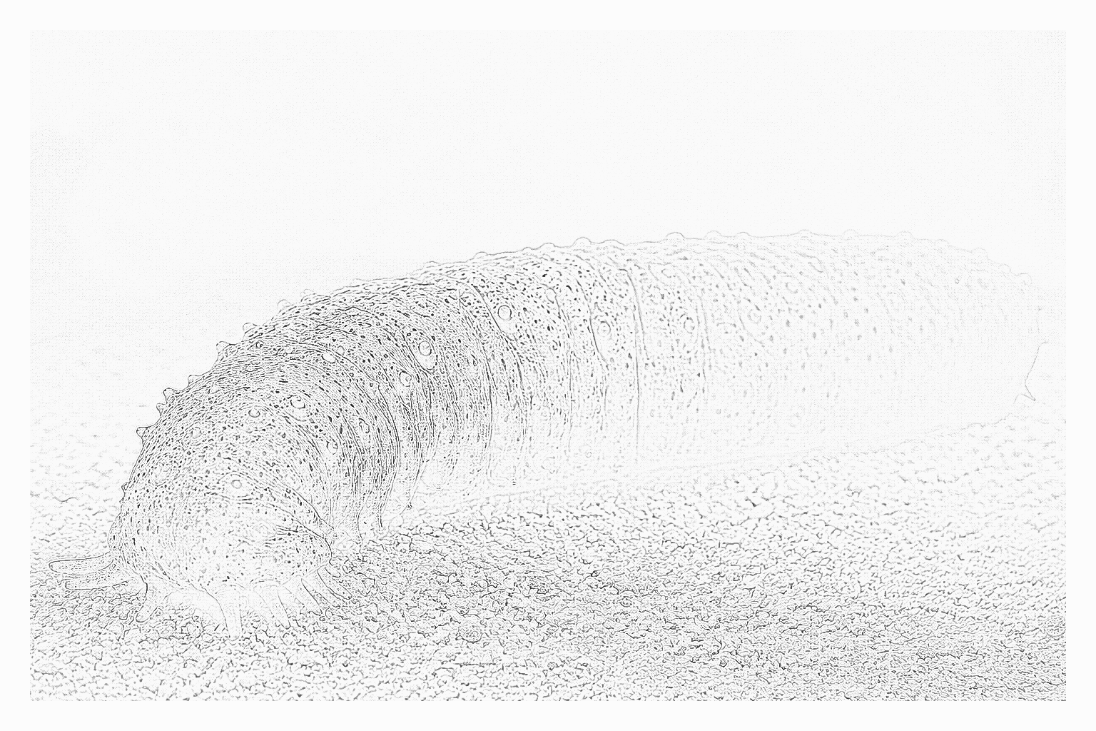 Reference image for Sea Cucumbers