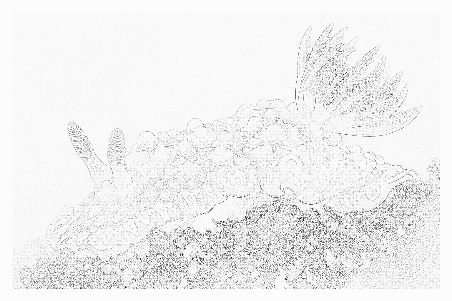 Reference image for Sea Slugs & Nudibranchs