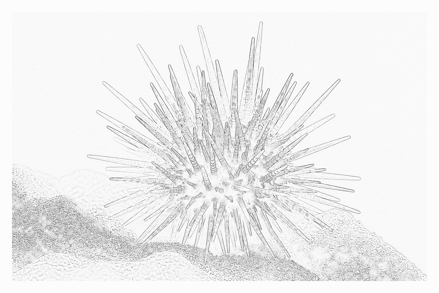 Reference image for Collector Urchin