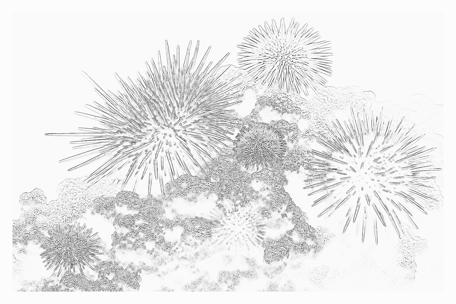 Reference image for Other Urchins