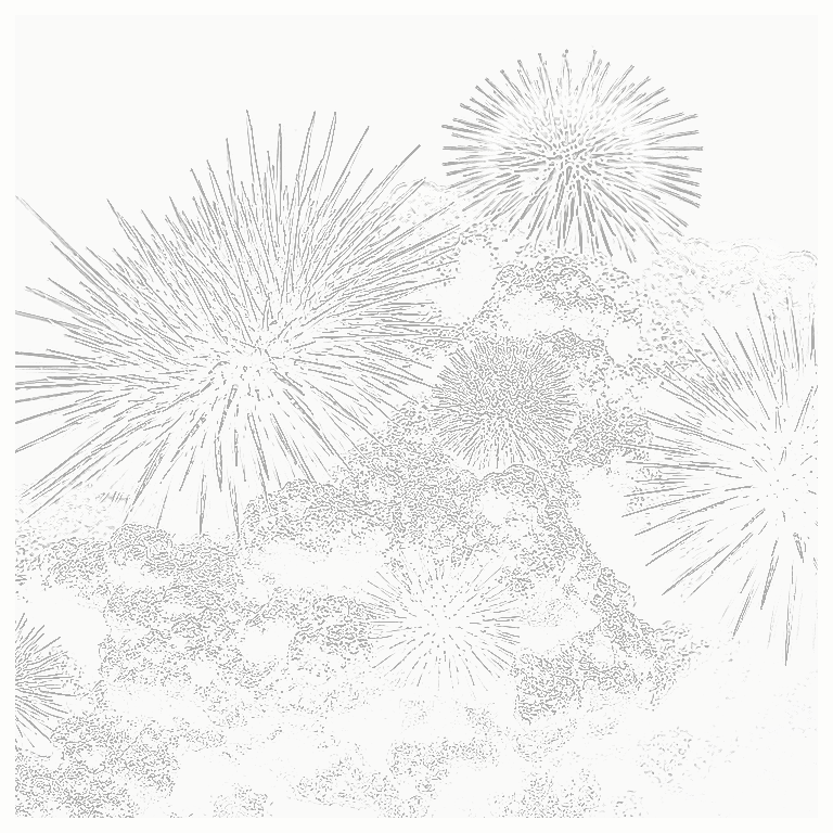 Reference image for Other Urchins