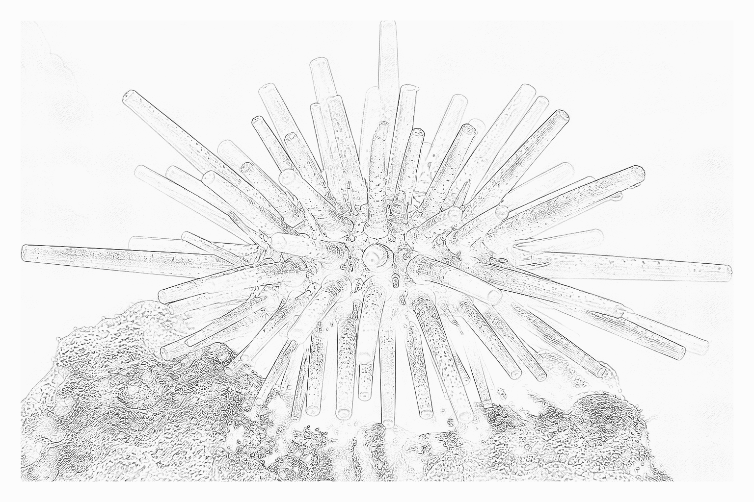 Reference image for Pencil Urchin