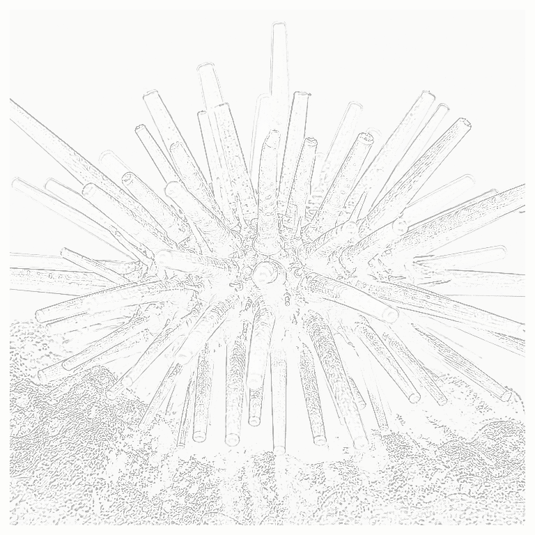 Reference image for Pencil Urchin