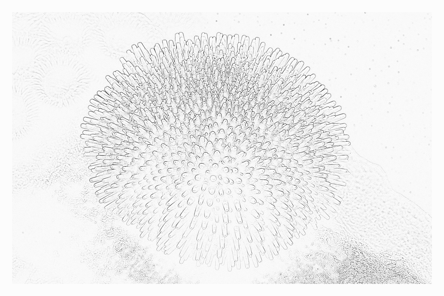 Reference image for Pincushion Urchin