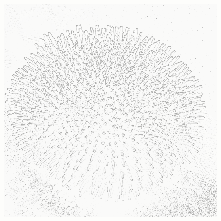 Reference image for Pincushion Urchin