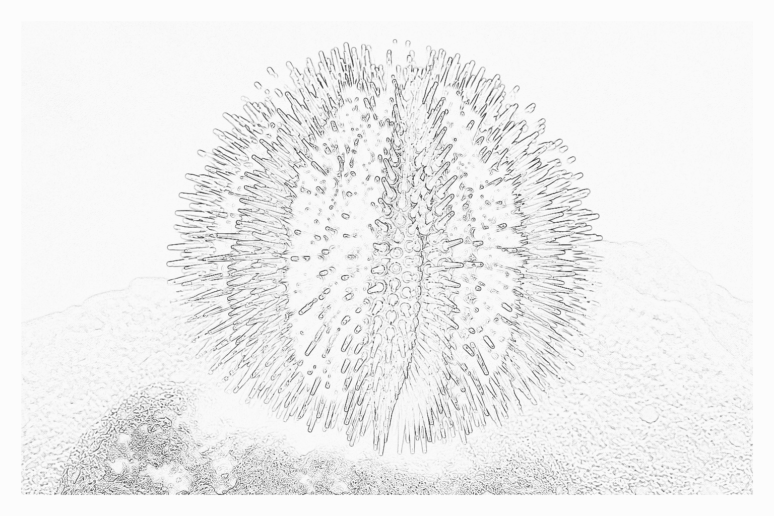 Reference image for Tuxedo Urchin