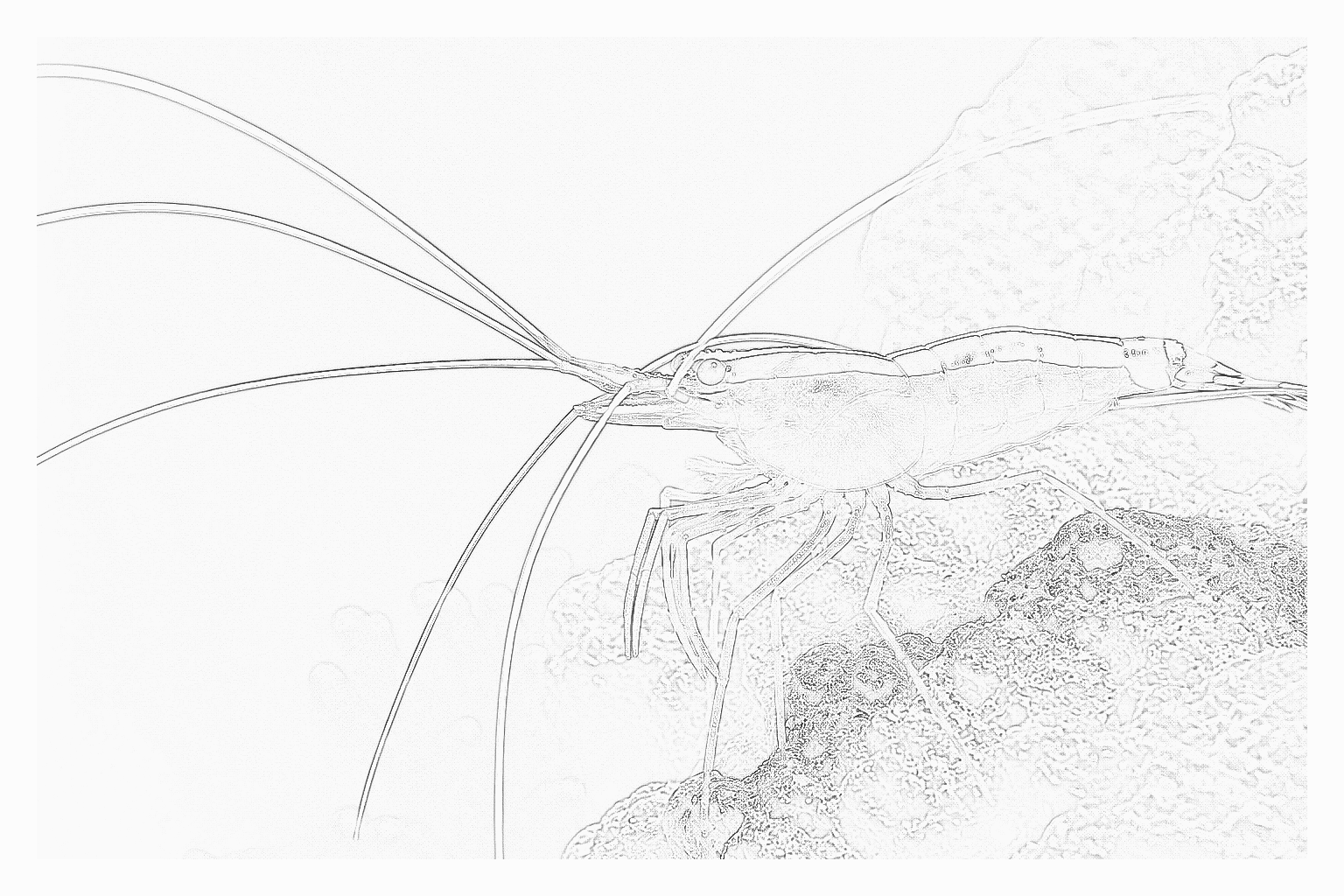 Reference image for Shrimp