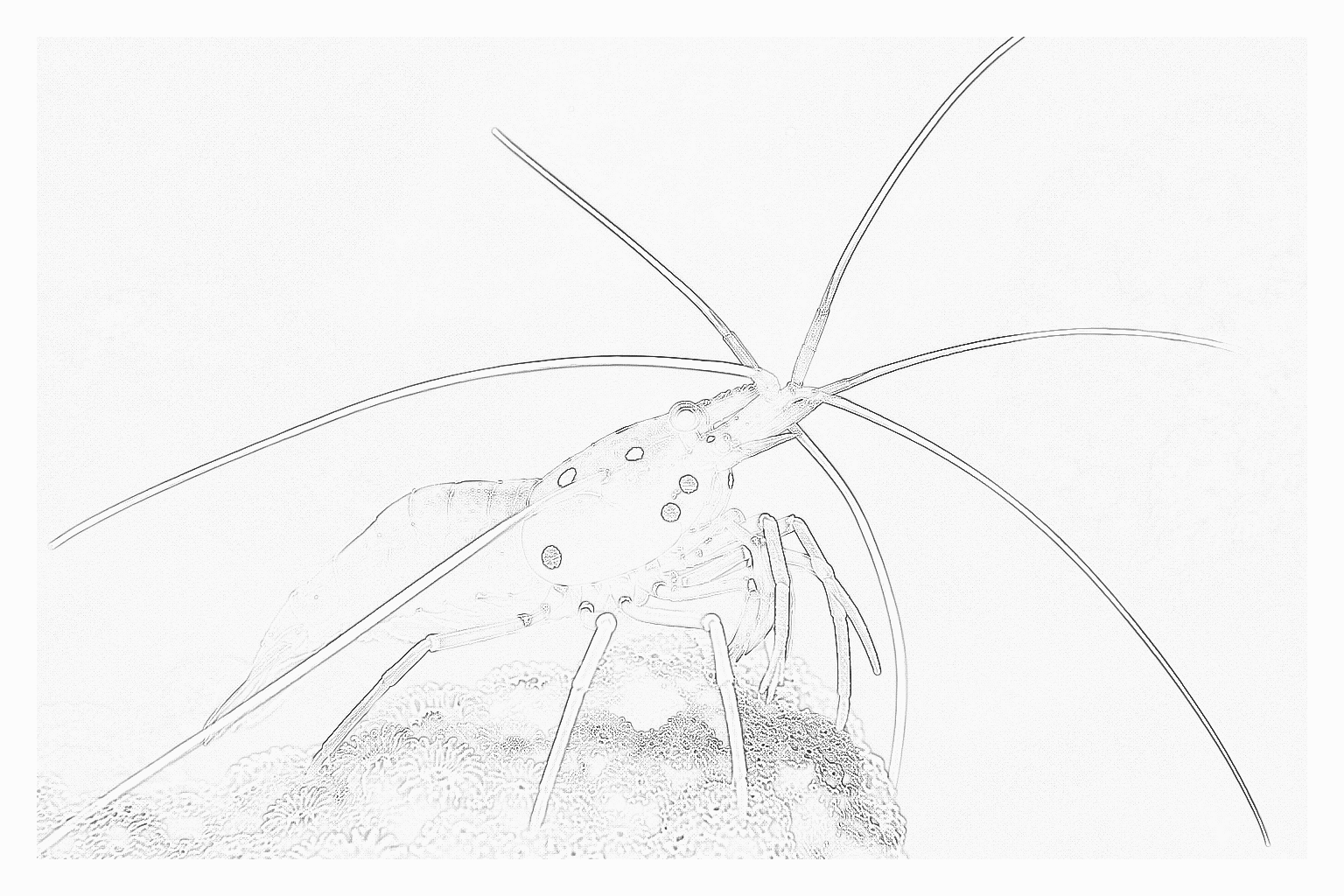 Reference image for Fire Shrimp