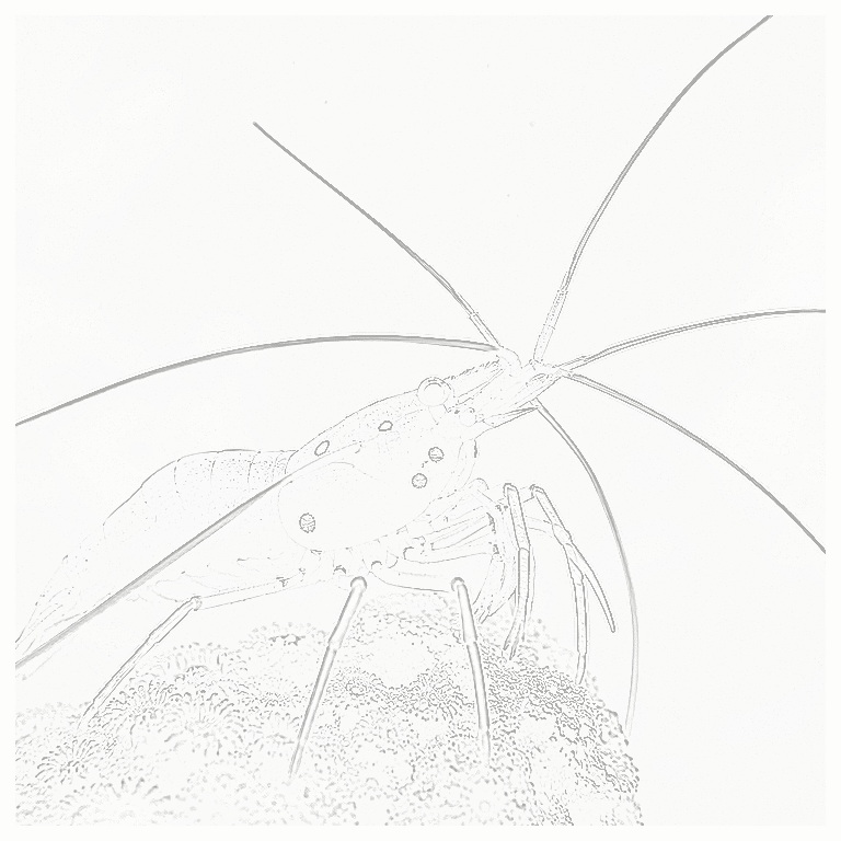 Reference image for Fire Shrimp
