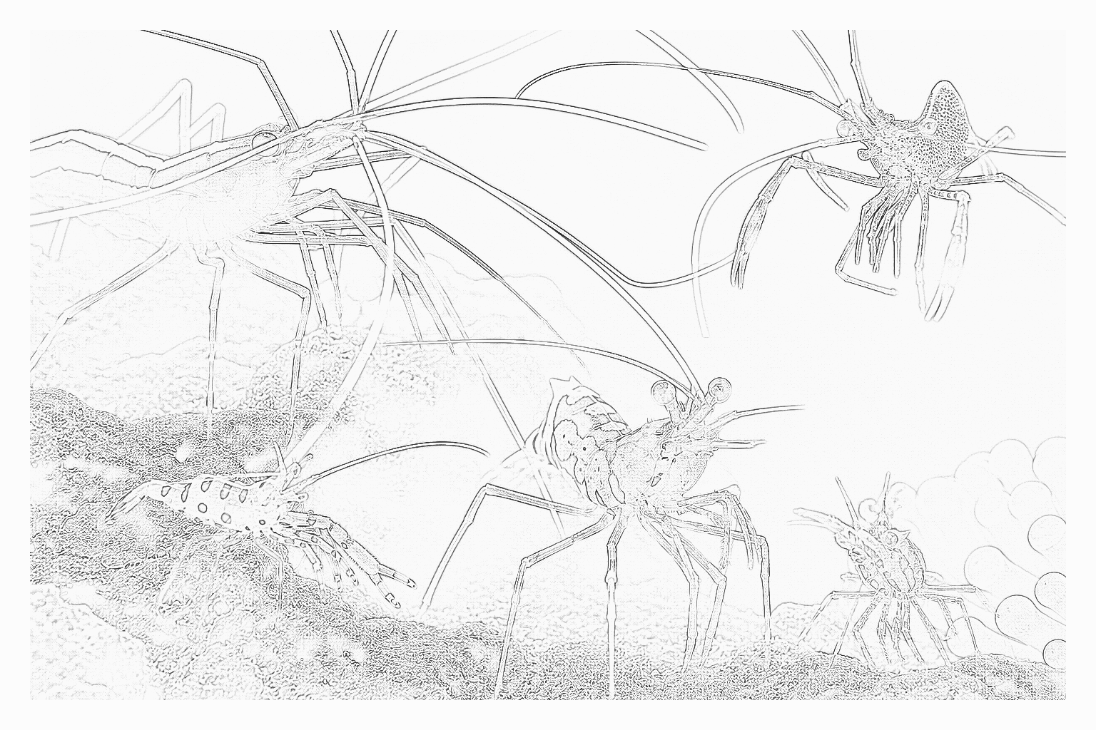 Reference image for Other Shrimp