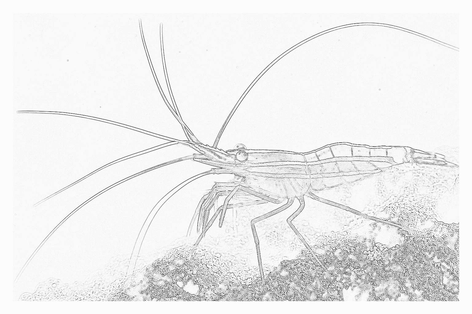 Reference image for Peppermint Shrimp