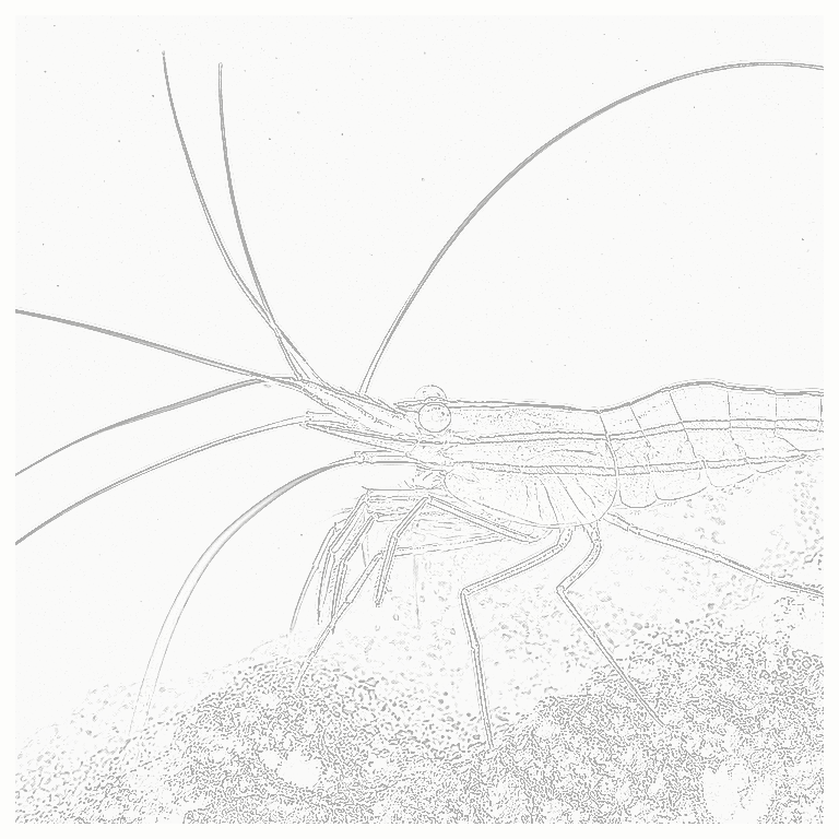 Reference image for Peppermint Shrimp