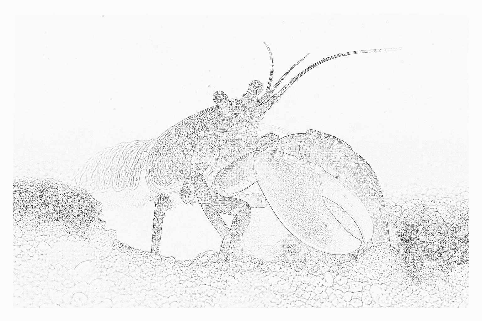 Reference image for Pistol Shrimp