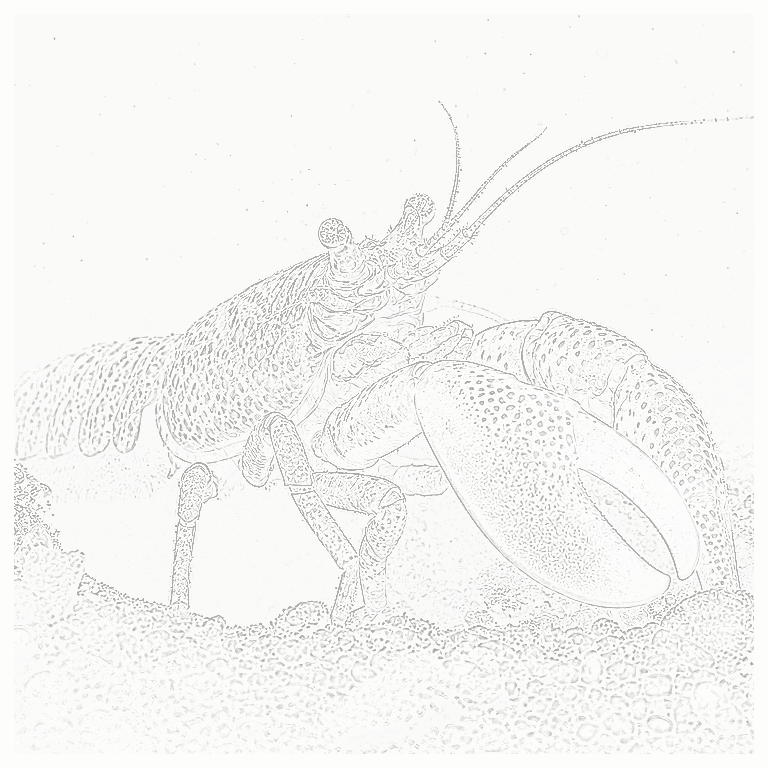 Reference image for Pistol Shrimp
