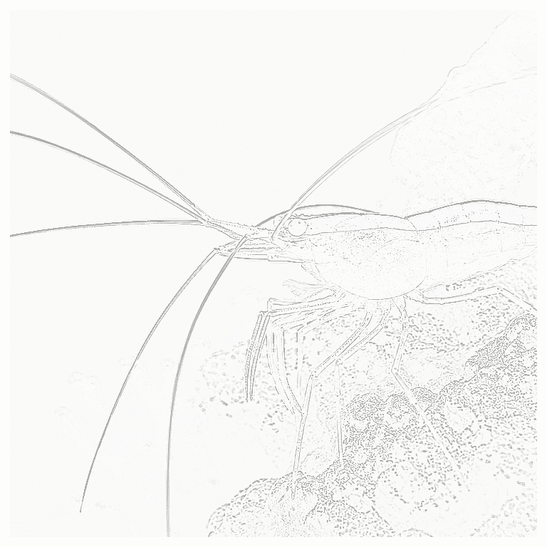 Reference image for Skunk Cleaner Shrimp
