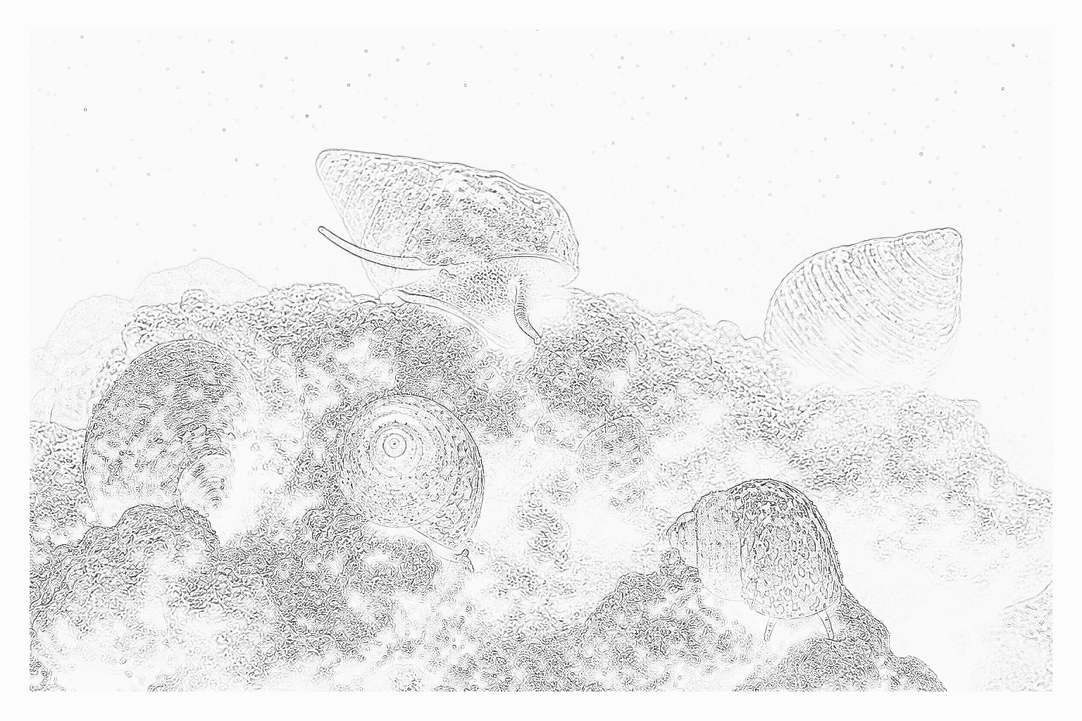 Reference image for Snails