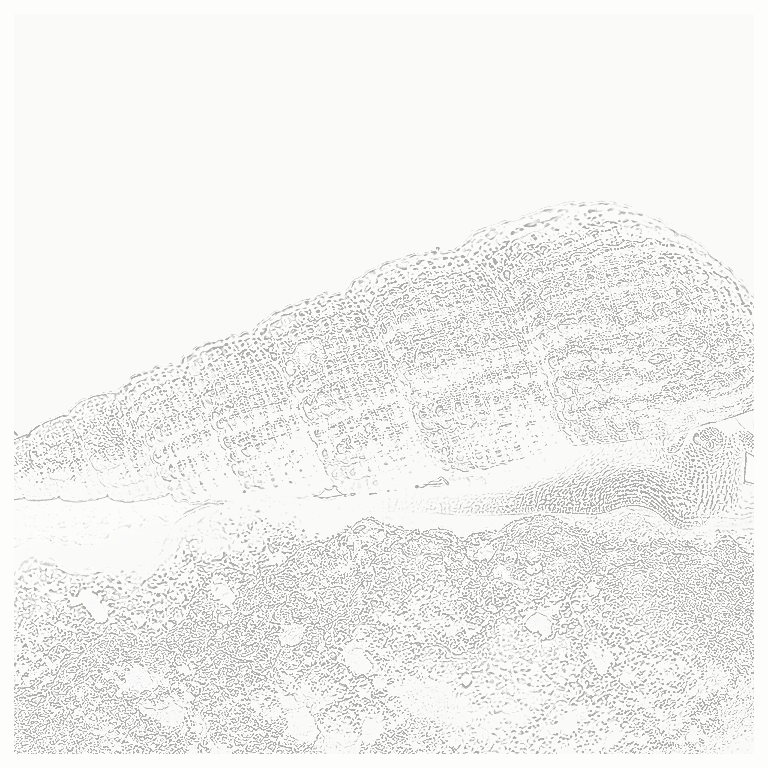 Reference image for Cerith Snail