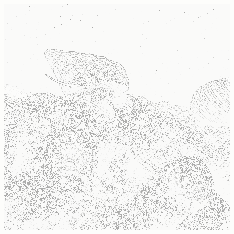 Reference image for Other Snails