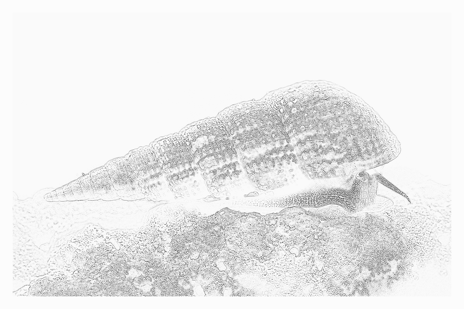 Reference image for Trochus Snail
