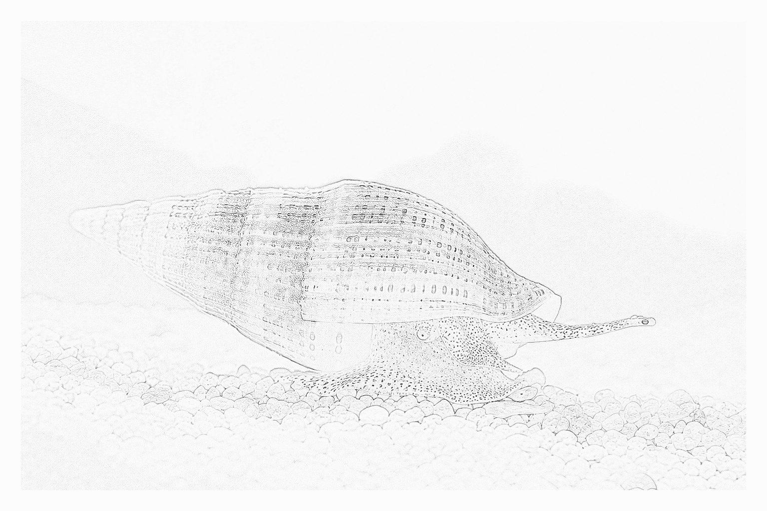 Reference image for Turbo Snail