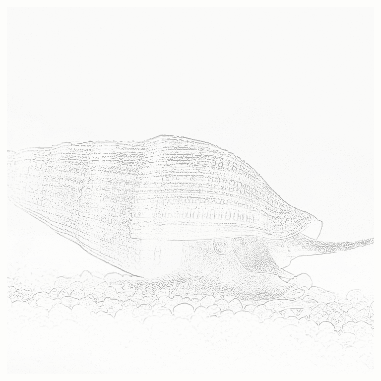 Reference image for Turbo Snail