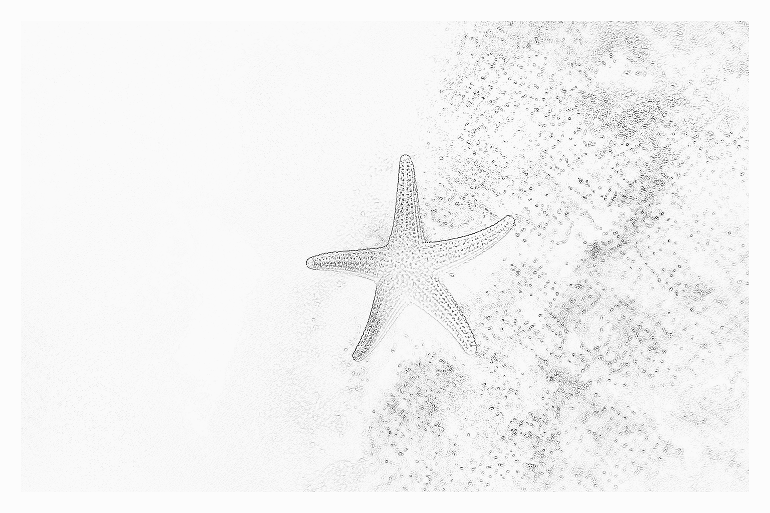 Reference image for Asterina Starfish