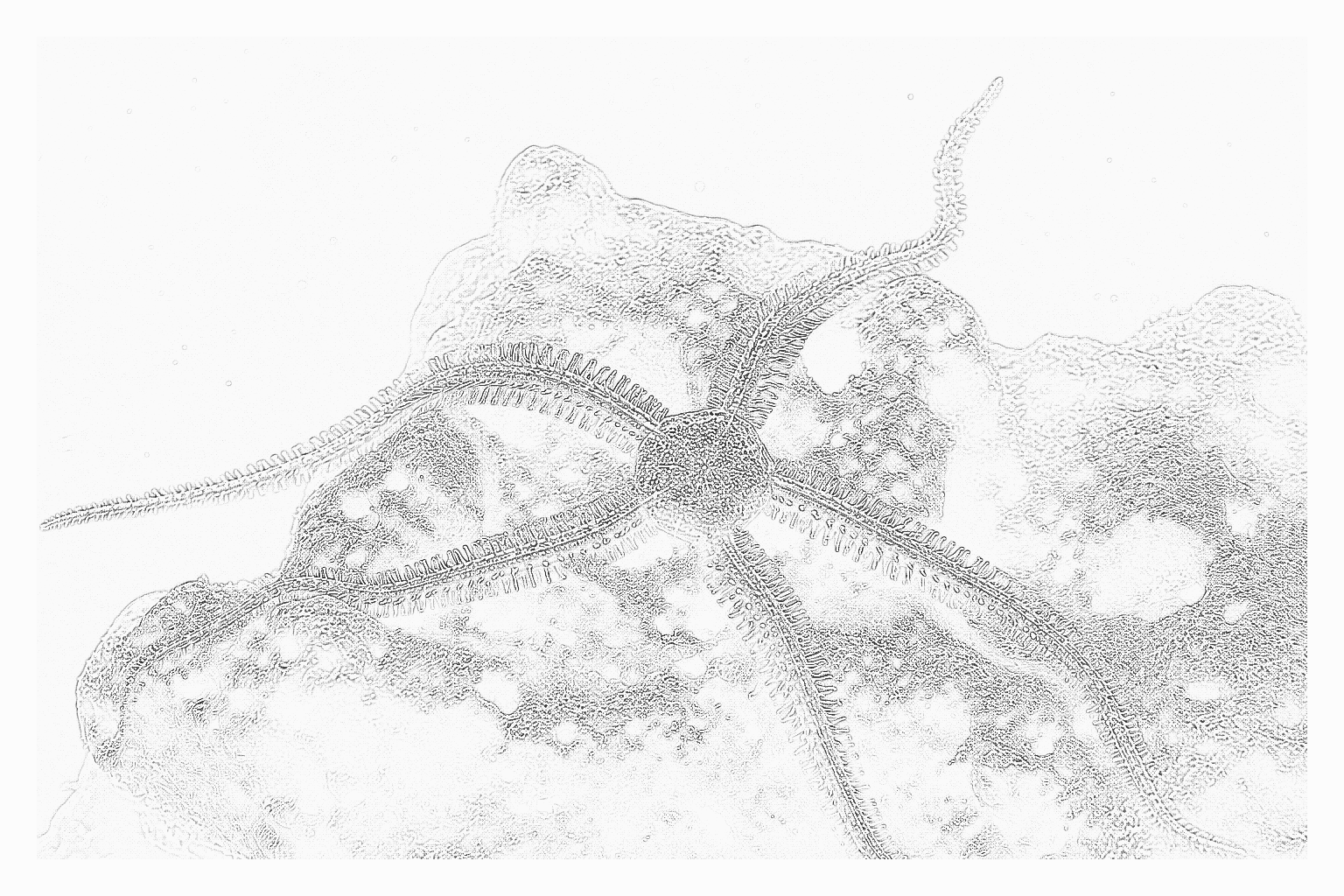 Reference image for Brittle Star