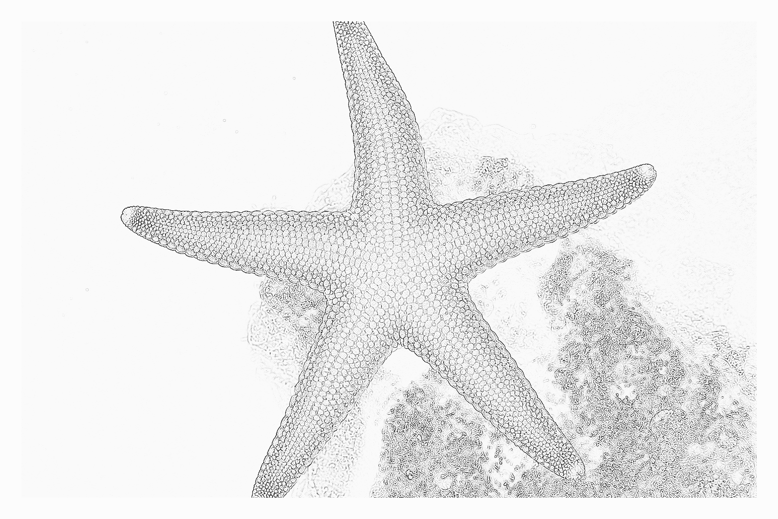 Reference image for Fromia Starfish