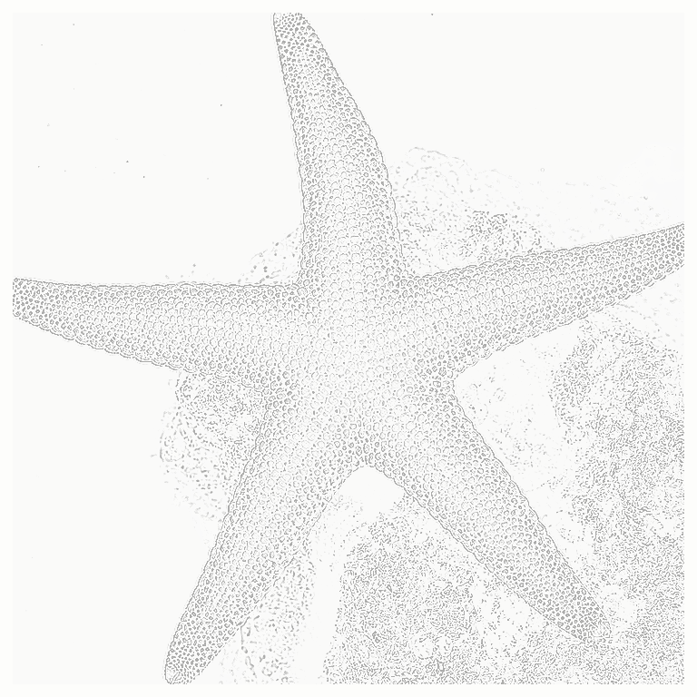 Reference image for Fromia Starfish