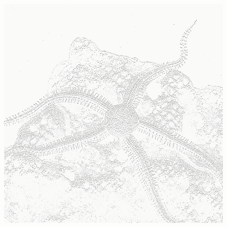 Reference image for Sand-Sifting Starfish