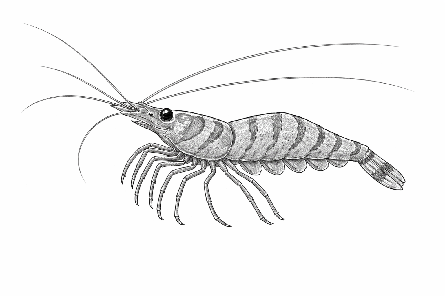 Peppermint Shrimp
