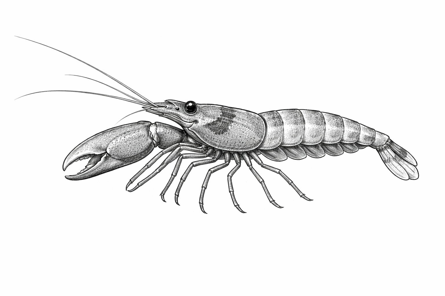 Pistol Shrimp