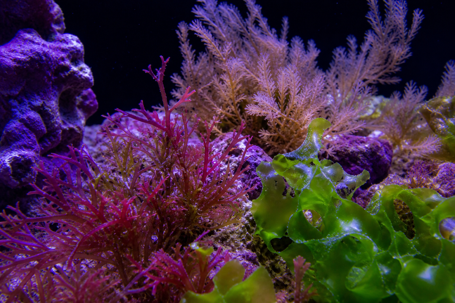 Other Macroalgae