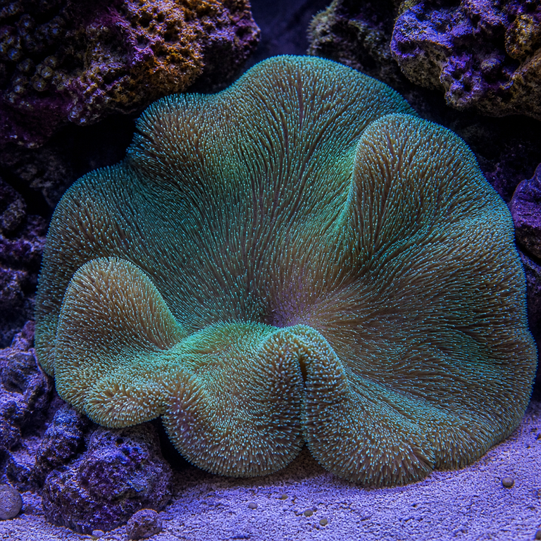 Carpet Anemone (Gigantea)